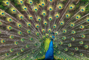 39759334 ilustración de un pavo real macho con hermosa pluma