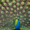 39759334 ilustración de un pavo real macho con hermosa pluma